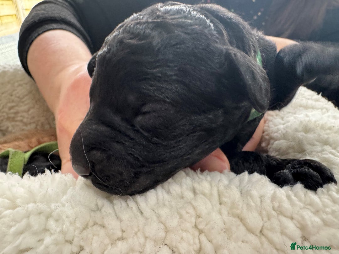 Australian Labradoodle dogs for sale: Annie's Australian Labradoodle Puppies are here! - Advert 22