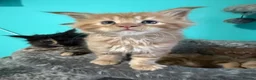 Maine Coon cats for sale: Beautiful Maine Coon Kittens – Ready to Reserve - Advert 9