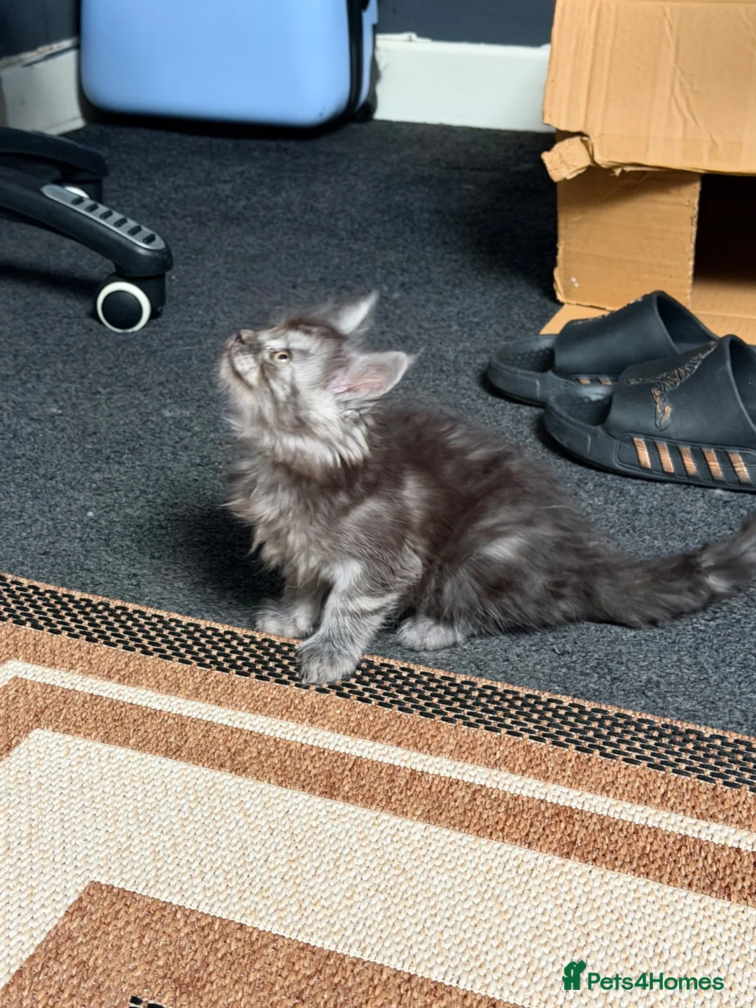 Maine Coon cats for sale: Gorgeous Maine Coon Kittens - Advert 25