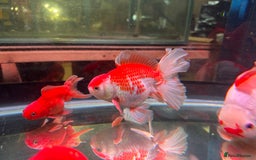 Fancy Goldfish fish for sale: Thai pleated goldfish - Image 26