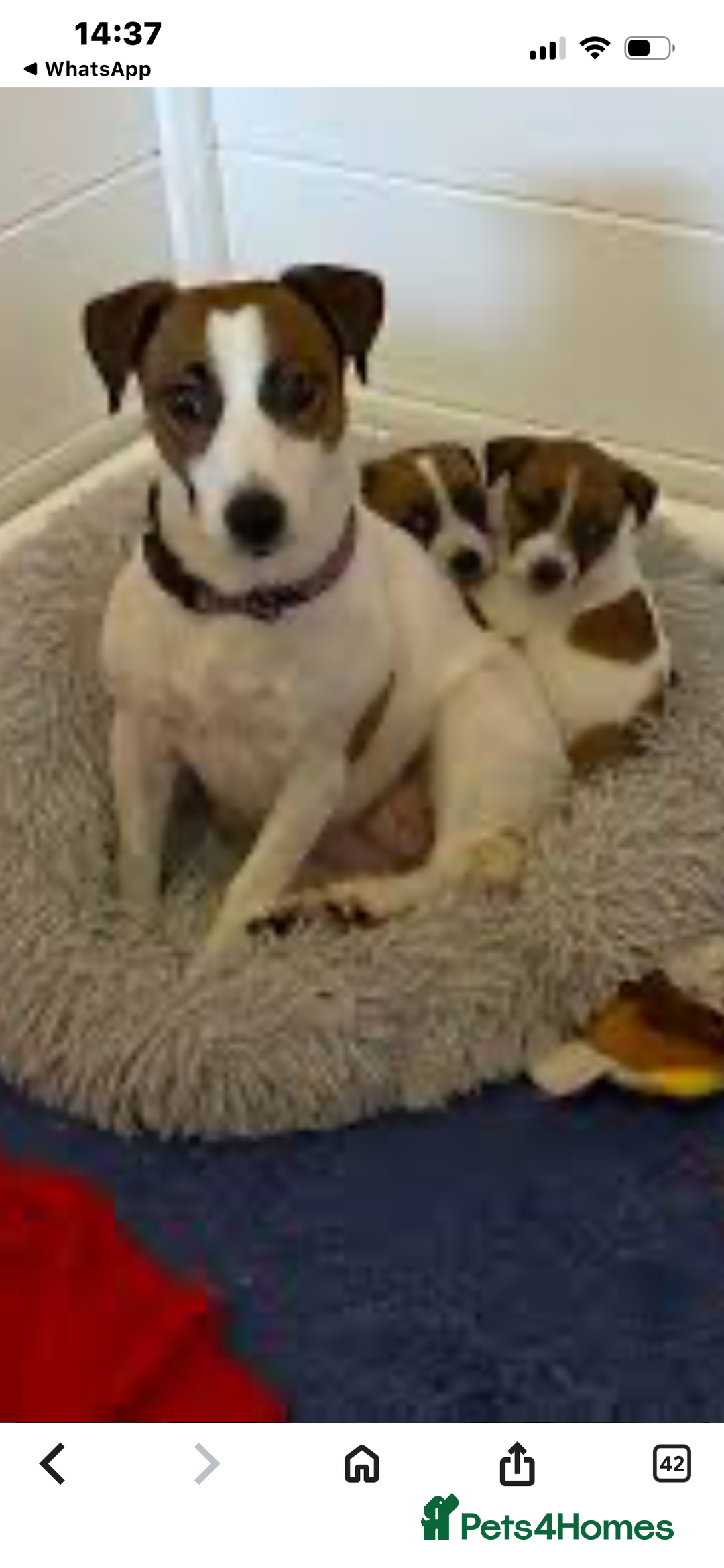 Jack Russell dogs for sale: For sale Jack Russell boy - Advert 1