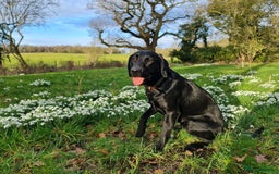 Labrador Retriever dogs for sale: Quality pedigreed Labradors for sale  - Image 11