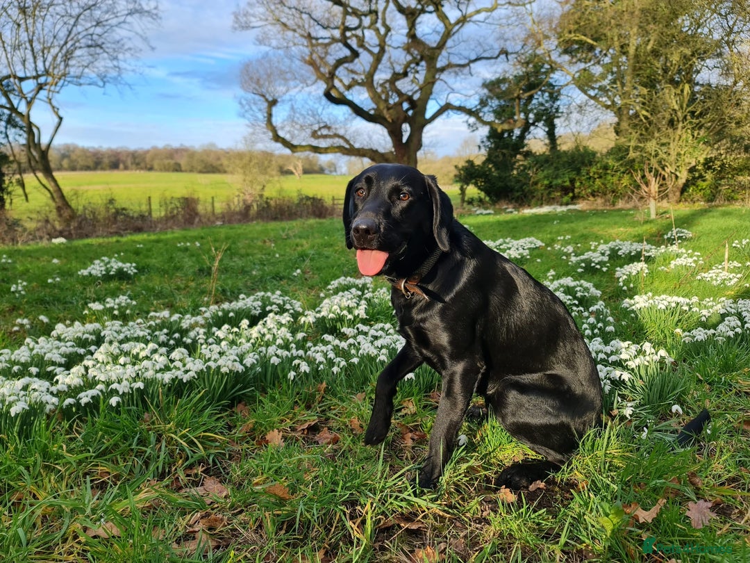 Labrador Retriever dogs for sale: Quality pedigreed Labradors for sale  - Image 11