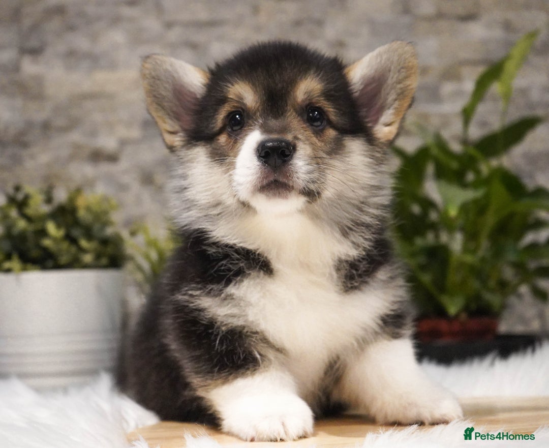 Welsh Corgi Pembroke dogs for sale: Welsh Corgi (Pembroke) - Advert 20