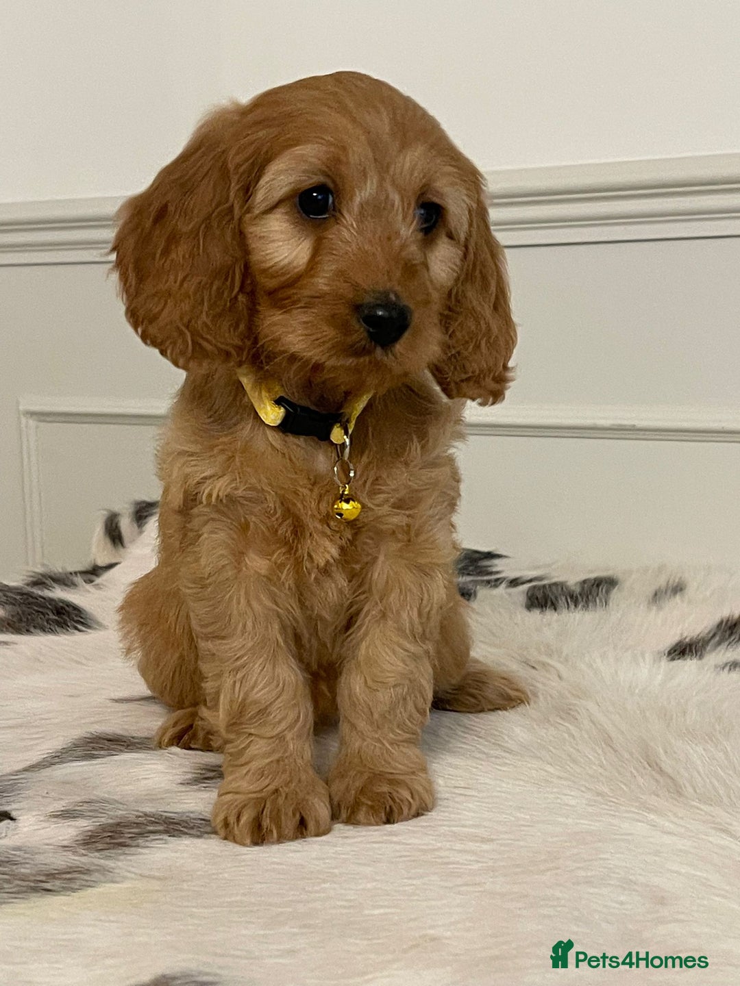 Cockapoo dogs for sale: Adorable F1 Cockapoo Puppies  - Image 18