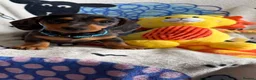 Miniature Dachshund dogs for sale: KC Mini Dachshund.  - Advert 20