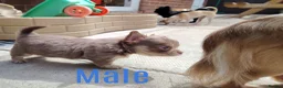Chihuahua dogs for sale: 2 long coat chihuahua puppies  - Advert 10