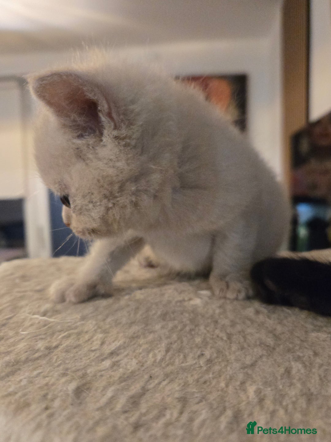 British Shorthair cats for sale: RARE Fawn British Shorthair Kitten £1000 - Advert 9