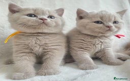 British Shorthair cats for sale: GCCF British Shorthair Kittens Champion Bloodline  - Image 14