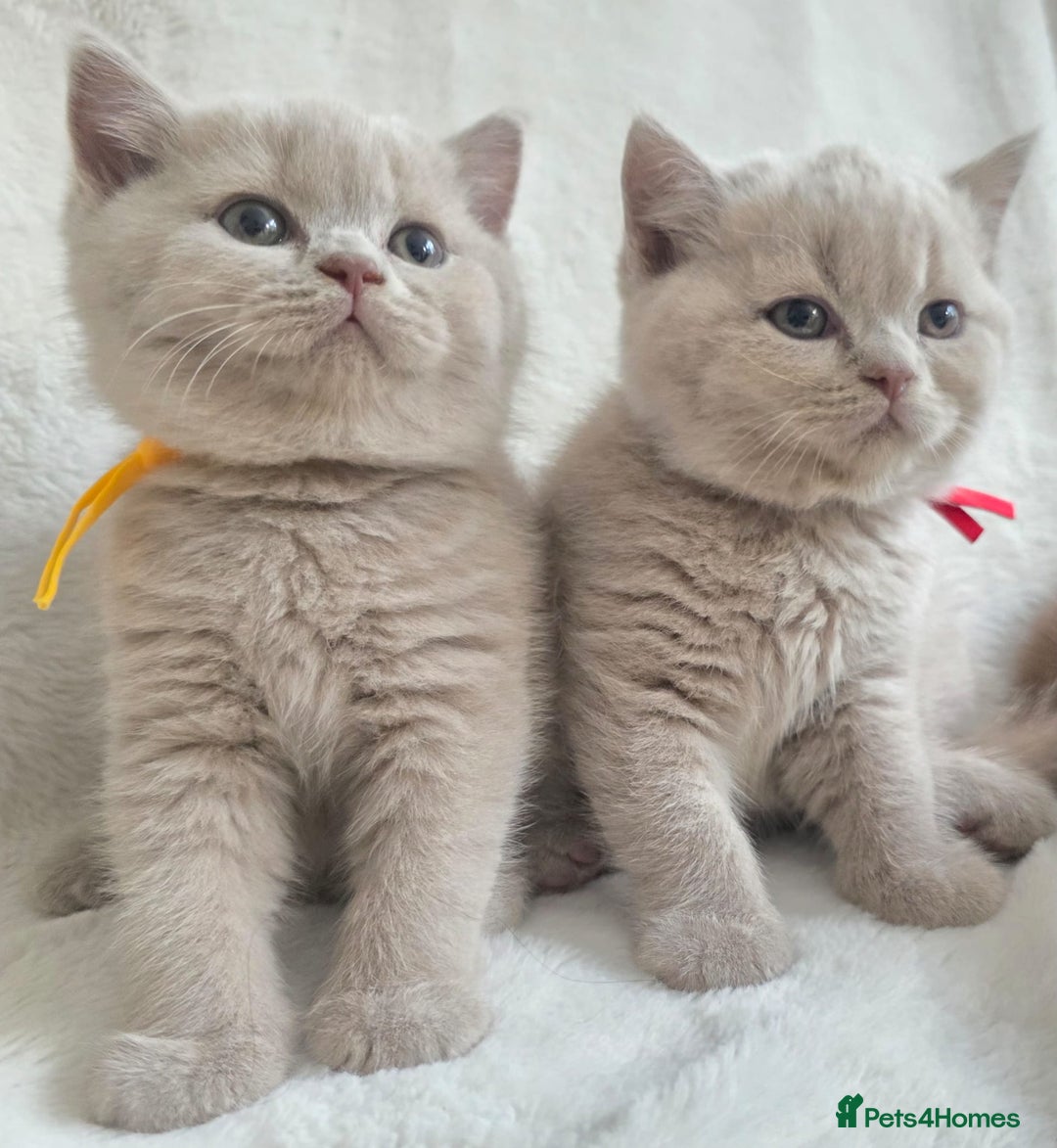 British Shorthair cats for sale: GCCF British Shorthair Kittens Champion Bloodline  - Image 14