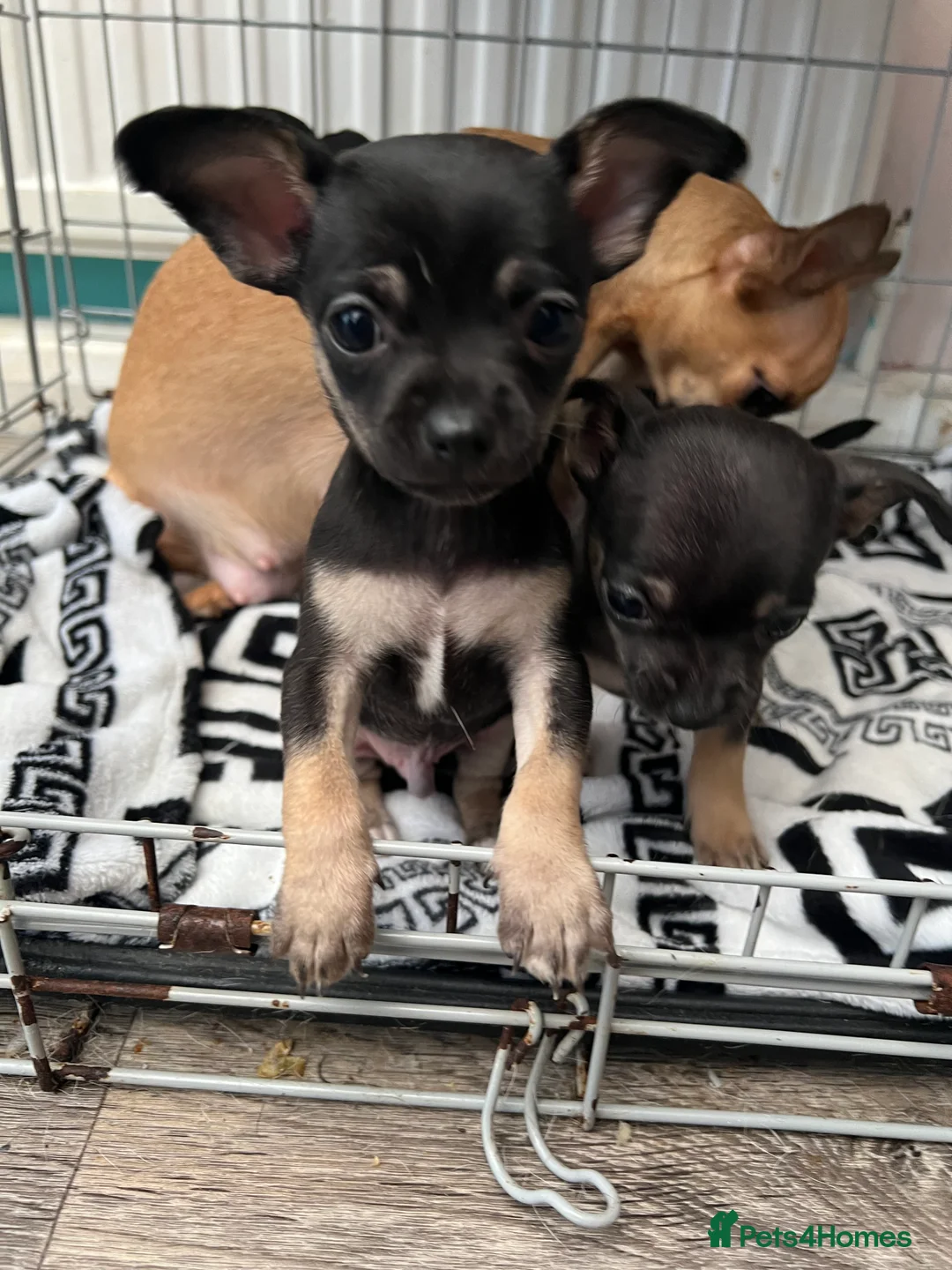 Chihuahua dogs for sale: Full breed chihuahua lovely puppies  - Advert 1