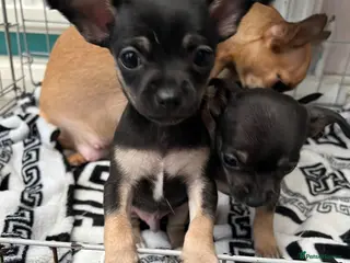 Chihuahua dogs Full breed chihuahua lovely puppies - Advert 7