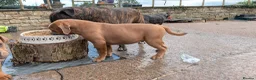 Olde English Bulldogge dogs for sale: Olde English bulldogge  - Advert 3
