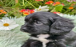 Cavapoo dogs for sale: Stunning Cavapoo babies  - Image 14