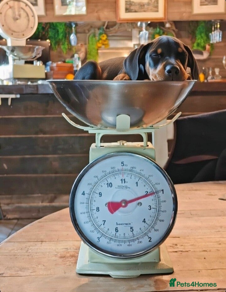 Mixed Breed dogs Champ KC registered Doberman & Beaceron puppies. - Advert 4