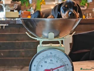 Mixed Breed dogs Champ KC registered Doberman & Beaceron puppies. - Advert 4