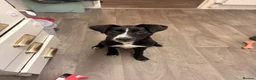 Mixed Breed dogs for sale: Rehoming 9 month puppy - Advert 6