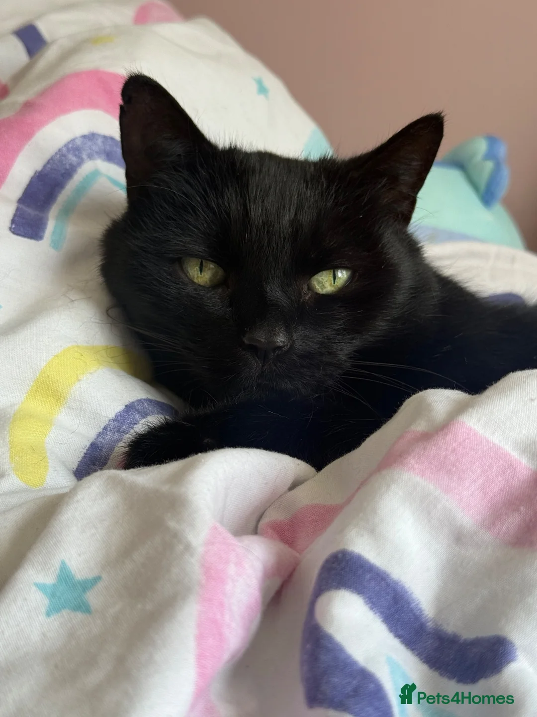 Mixed Breed cats for sale: Cat for rehoming - Advert 1