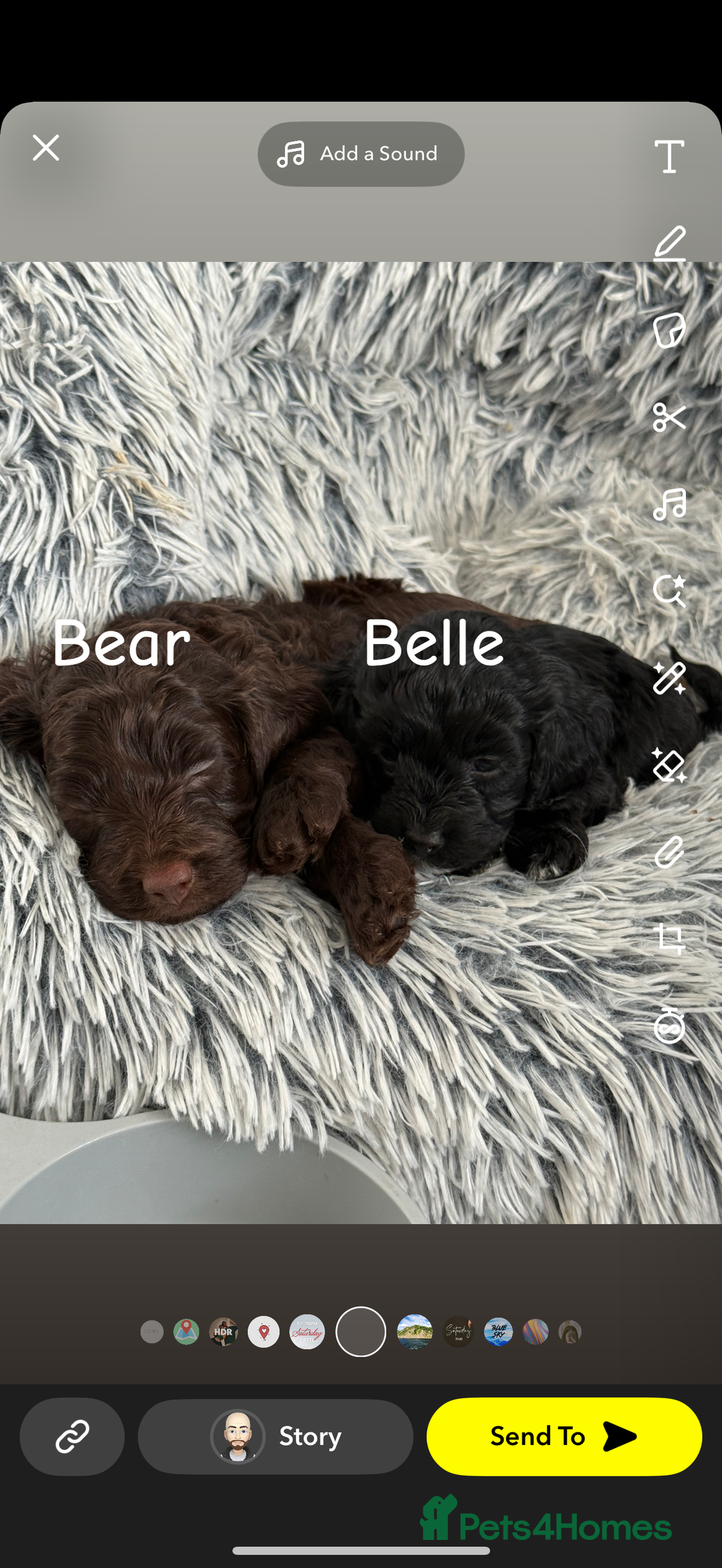 Cavapoo dogs for sale: Cavapoo puppies looking for forever homes - Image 5
