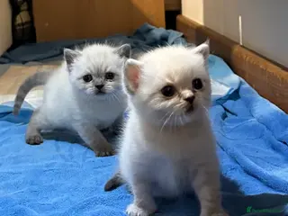 British Shorthair cats Pure Pedigree BSH Kittens for Sale - Advert 15