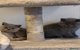 British Shorthair cats for sale: 💙GCCF MALE BSH KITTENS OUTSTANDING CHAMPION LINES - Image 8