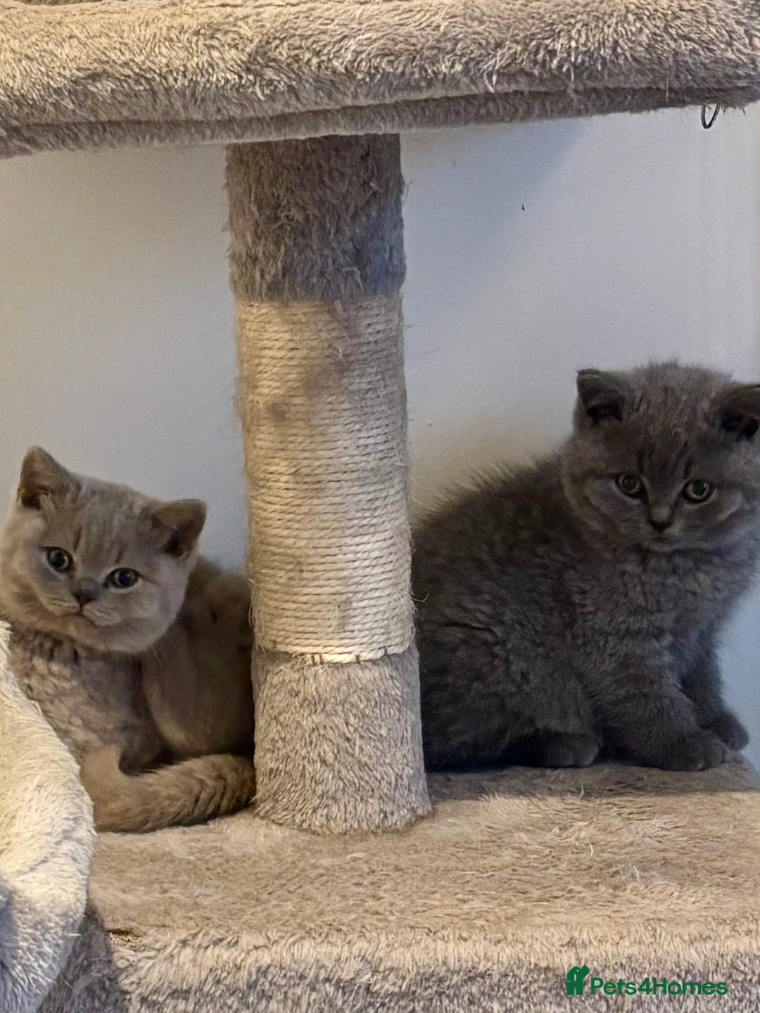 British Shorthair cats for sale: 💙GCCF MALE BSH KITTENS OUTSTANDING CHAMPION LINES - Image 8