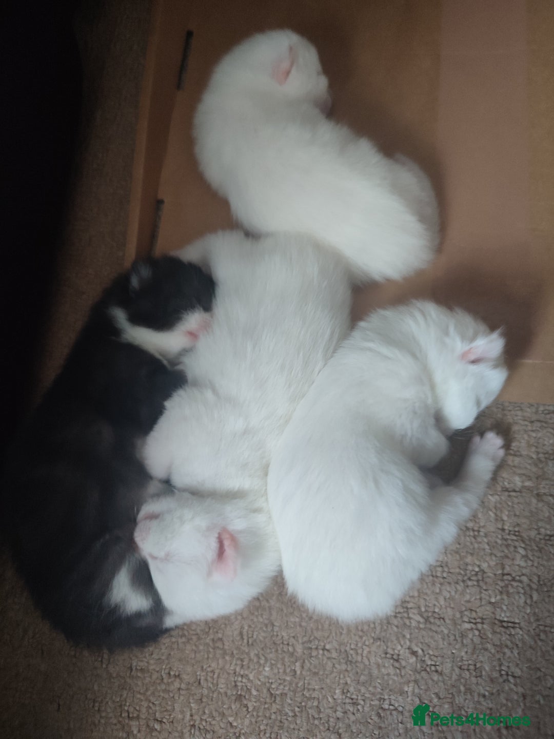 Siberian cats for sale: 4 kittens for sale - Image 3