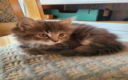 Mixed Breed cats for sale: 4 flufball looking for new home - Image 9