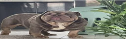 English Bulldog dogs for stud: FOR STUD Stunning male - Advert 3