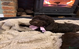 Cockapoo dogs for sale: Beautiful litter of chocolate cockapoo puppies  - Advert 5