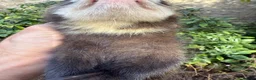 Ferret rodents for sale: Cheeky George Full Angora Hob  - Advert 4