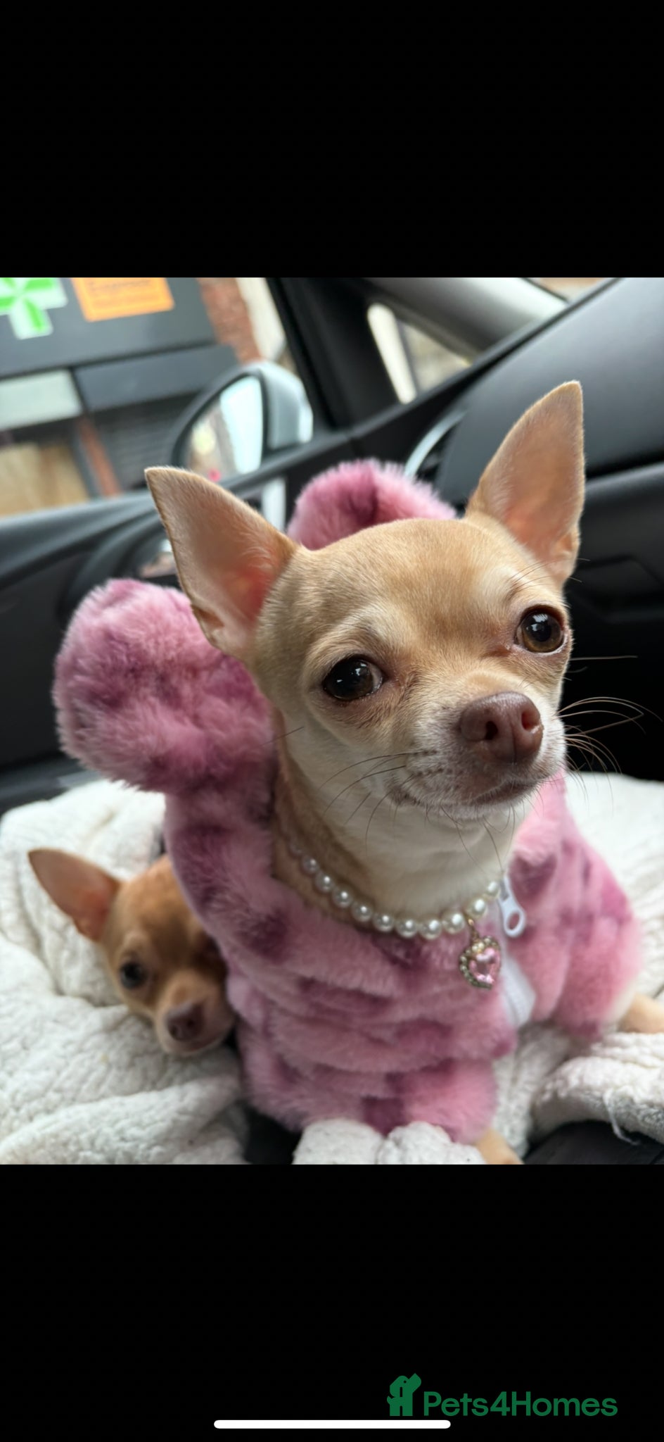 Chihuahua dogs LOOKING FOR A MALE STUD  - Advert 12