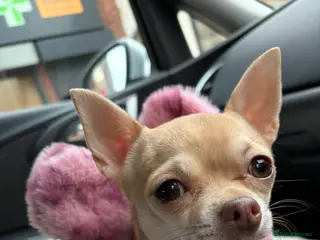 Chihuahua dogs LOOKING FOR A MALE STUD - Advert 12