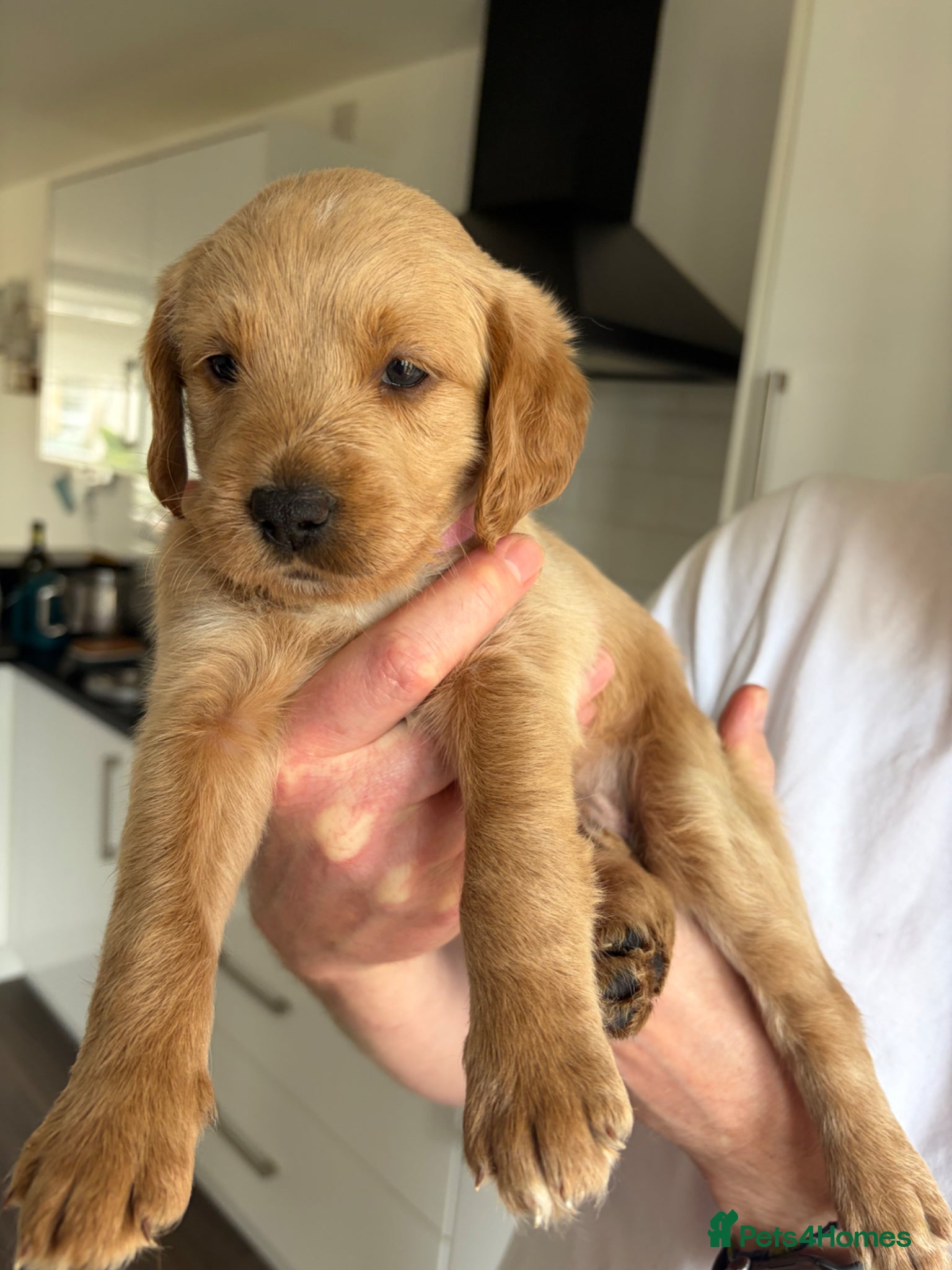 Mixed Breed dogs Double Doodle Puppies (Cockadoodles) - Advert 1