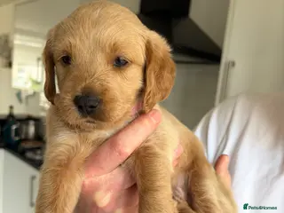 Mixed Breed dogs Double Doodle Puppies (Cockadoodles) - Advert 1