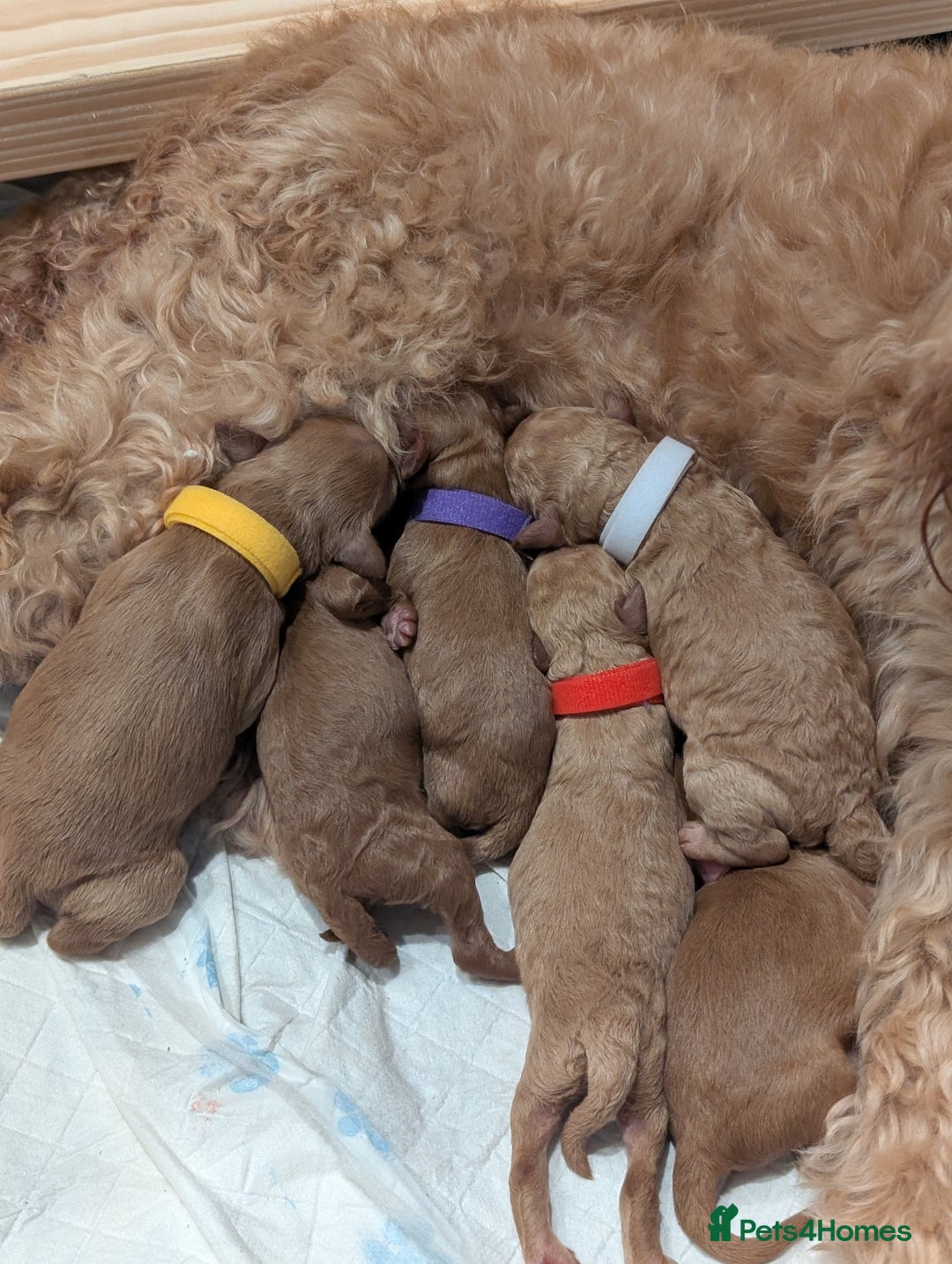 Goldendoodle dogs for sale: Miniature goldendoodle puppies   - Advert 8