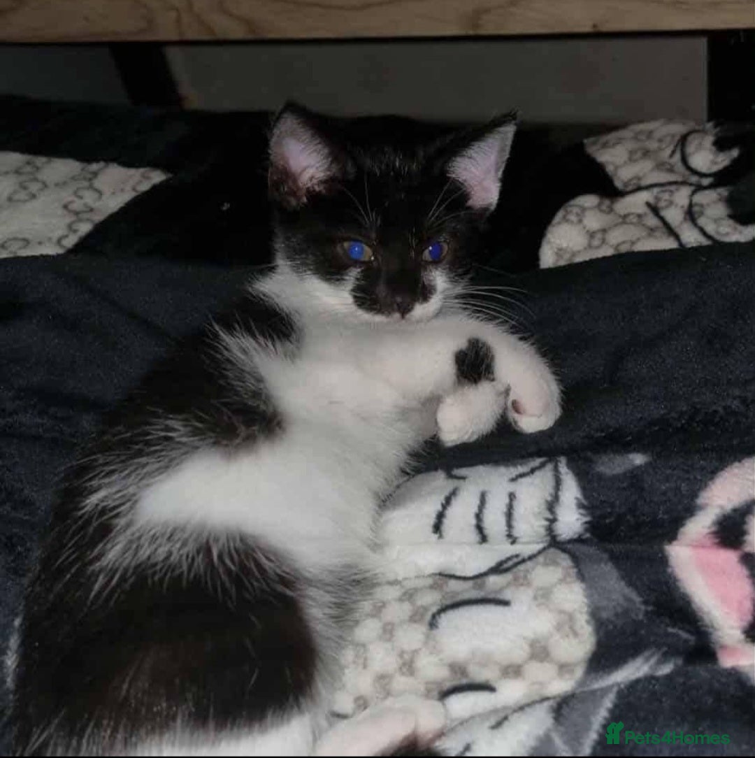 Mixed Breed cats for sale: Male kittens looking for a new home ASAP - Advert 2