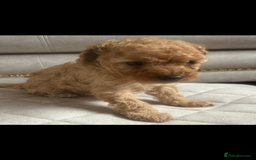 Toy Poodle dogs for sale: Beautiful toy poodle puppies - Image 7