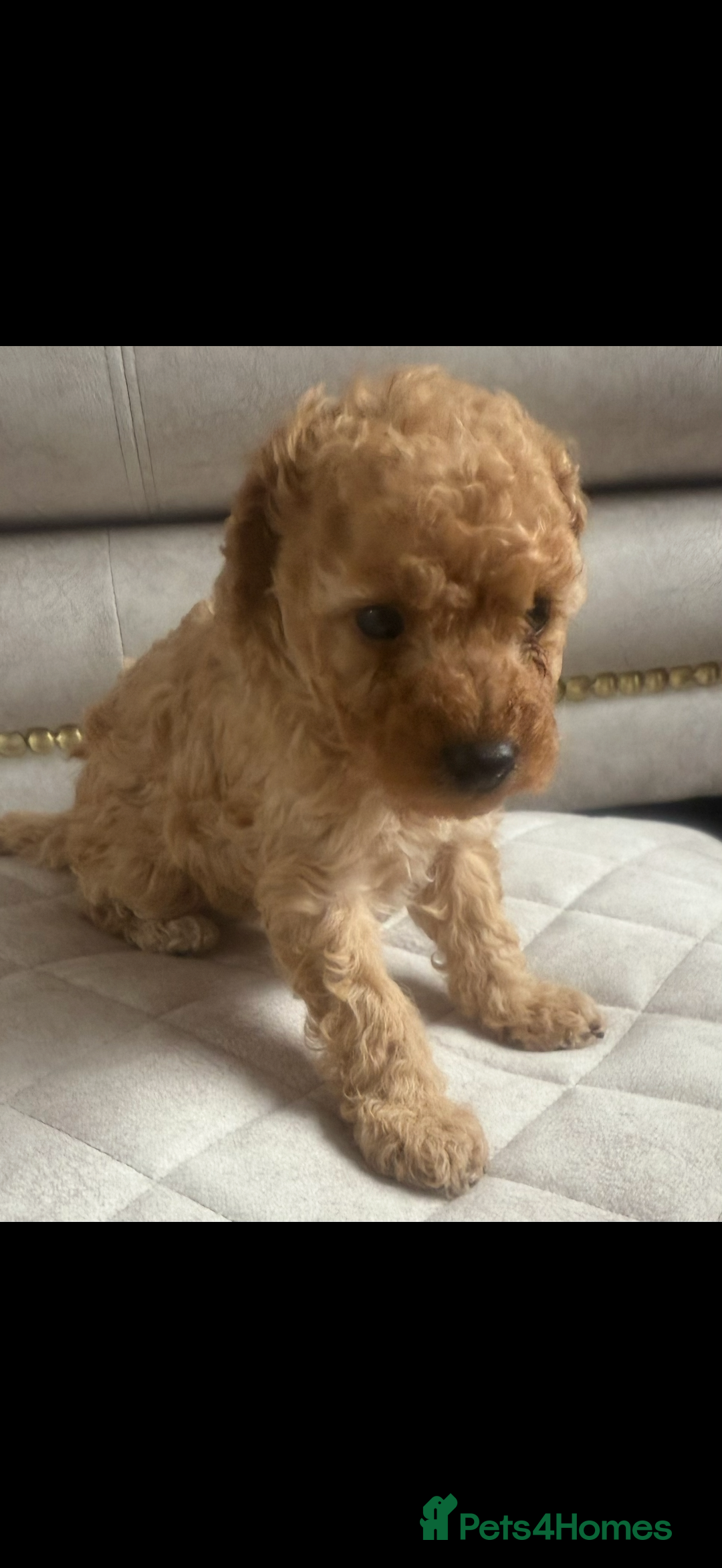 Toy Poodle dogs for sale: Beautiful toy poodle puppies - Image 7