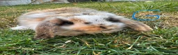Mini Lop rabbits for sale: Mini Lop Rabbits For Sale  - Advert 24