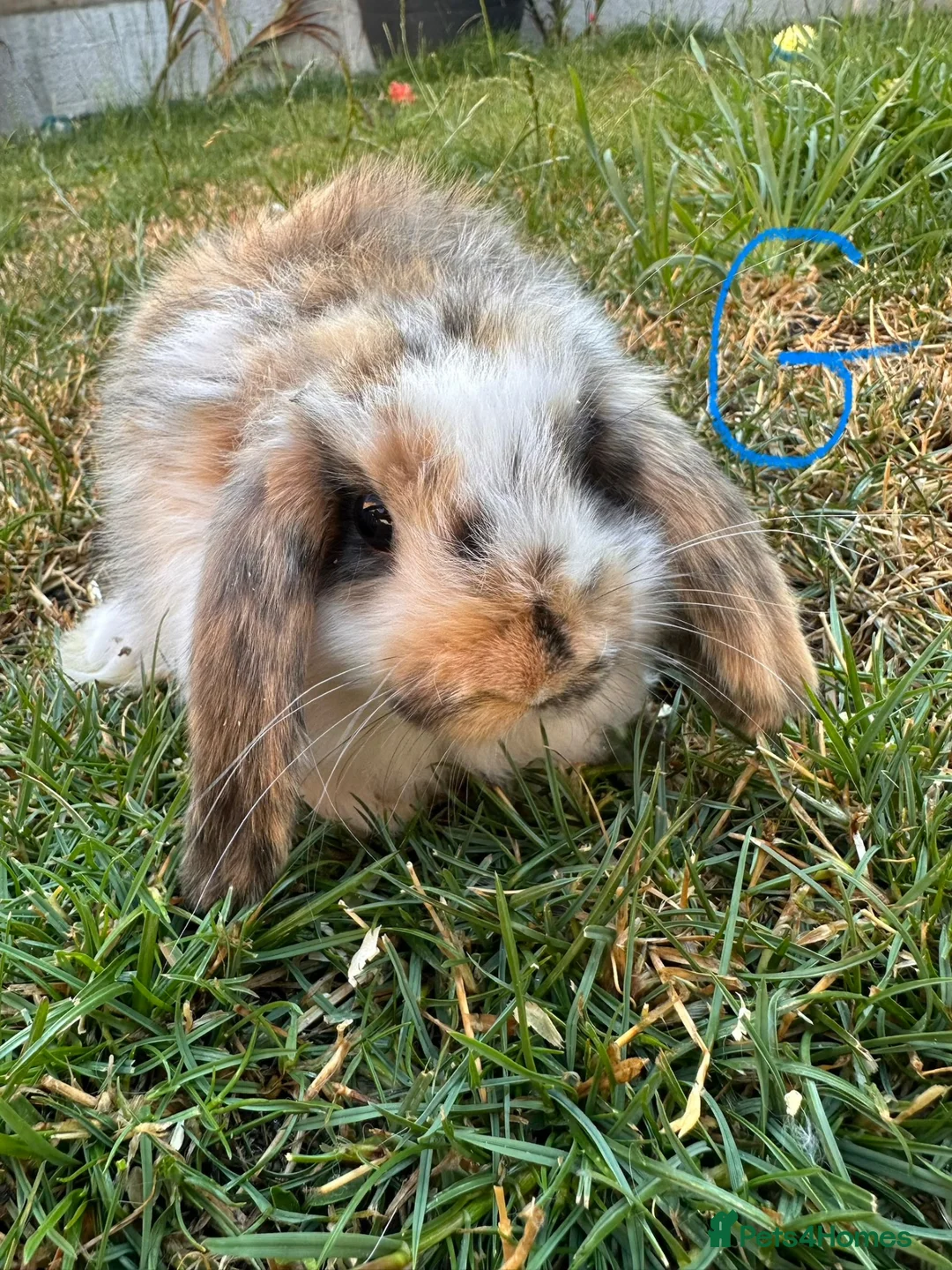 Mini Lop rabbits for sale: Mini Lop Rabbits For Sale  - Advert 24