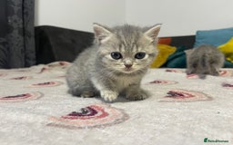 British Shorthair cats for sale: British shorthair kittens responsibly bred - Image 13