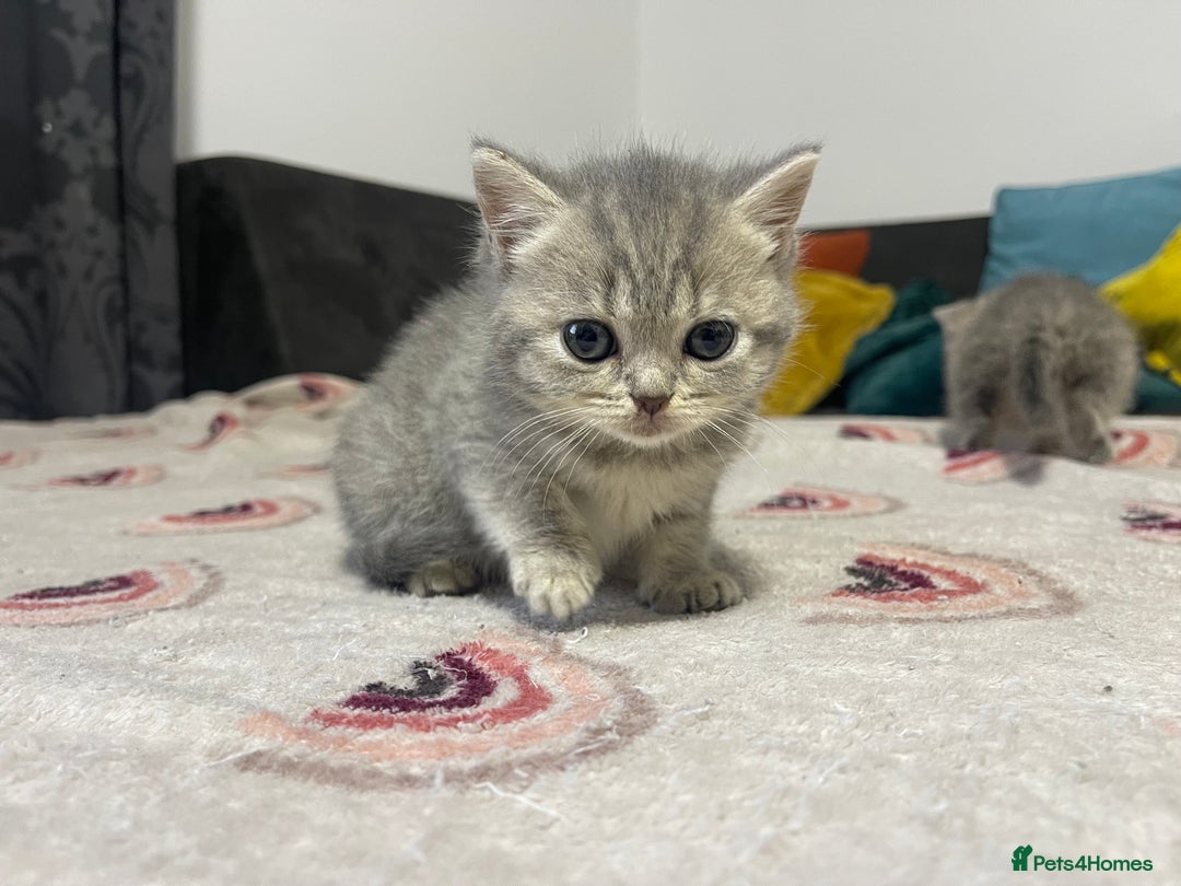 British Shorthair cats for sale: British shorthair kittens responsibly bred - Image 13