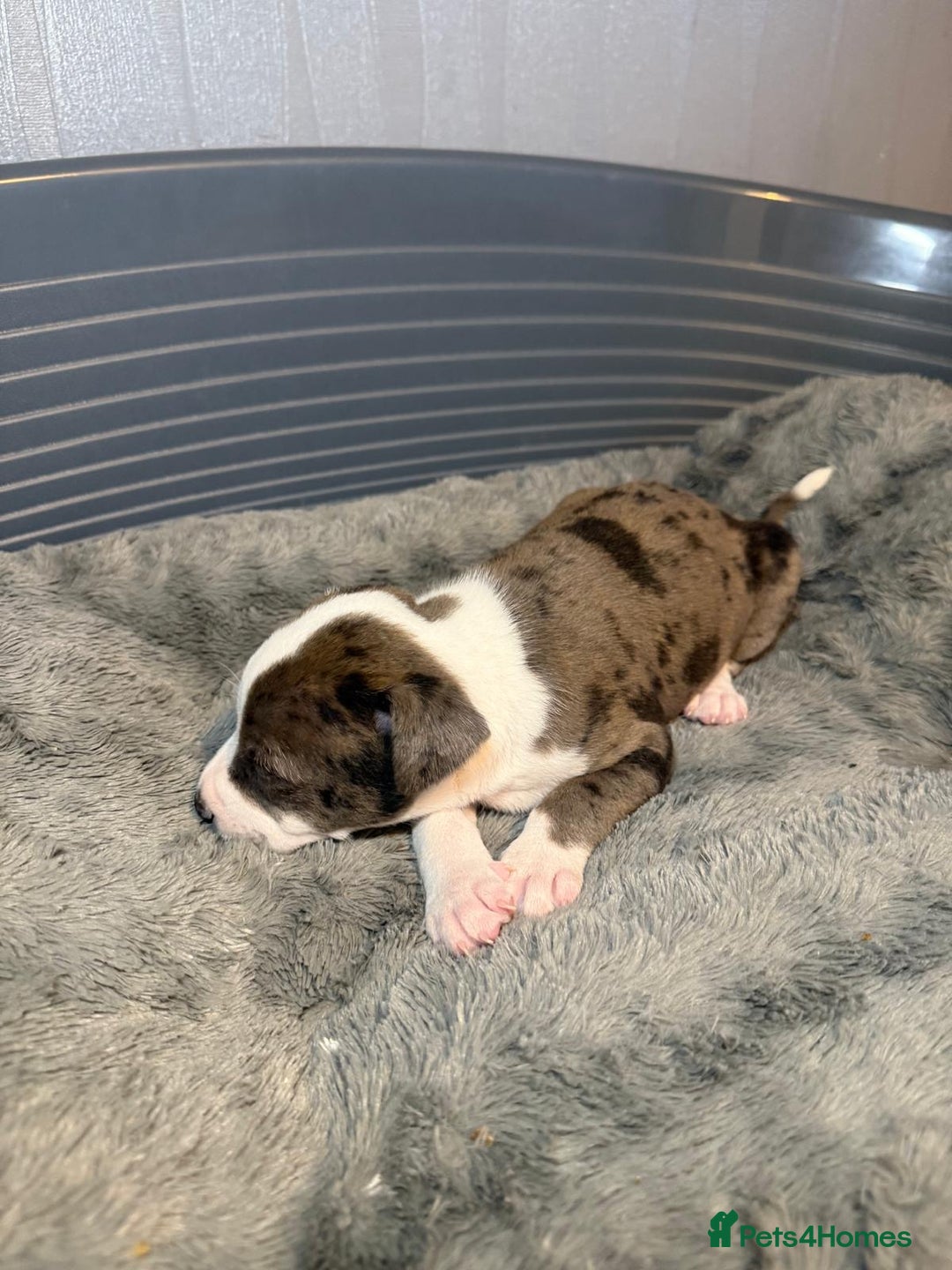 Staffordshire Bull Terrier dogs for sale: Staffordshire bull terrier puppy’s  - Image 19