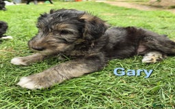 Mixed Breed dogs for sale: Fox Terrier × Australian Labradoodle Pups Sale - Image 9