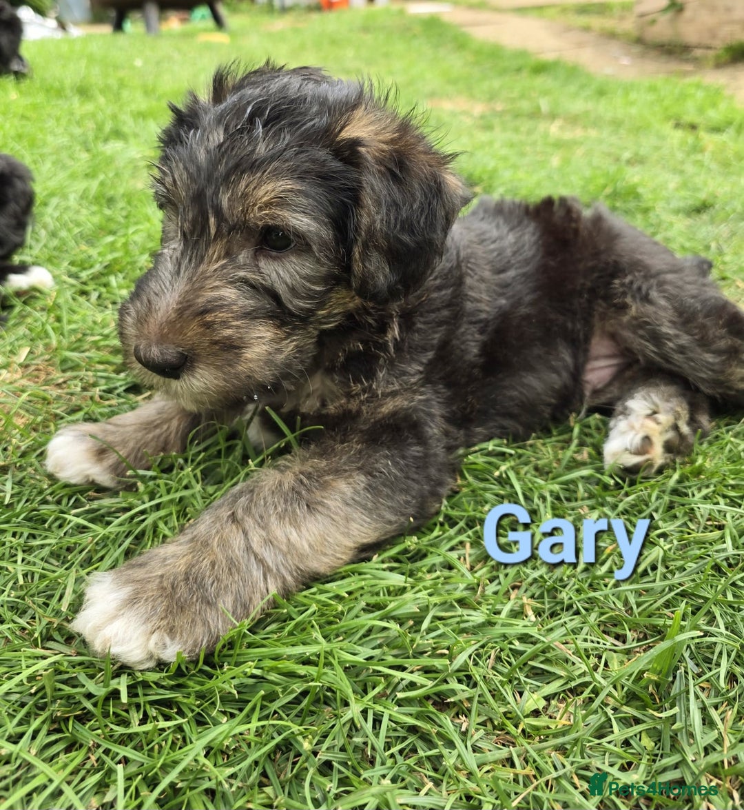 Mixed Breed dogs for sale: Fox Terrier × Australian Labradoodle Pups Sale - Image 9