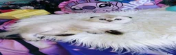 Scottish Fold cats for sale: 💙🐾 **Gorgeous Scottish Fold Boy ** - Advert 17