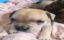 Mixed Breed dogs for sale: Frenchie x staff  - Advert 7