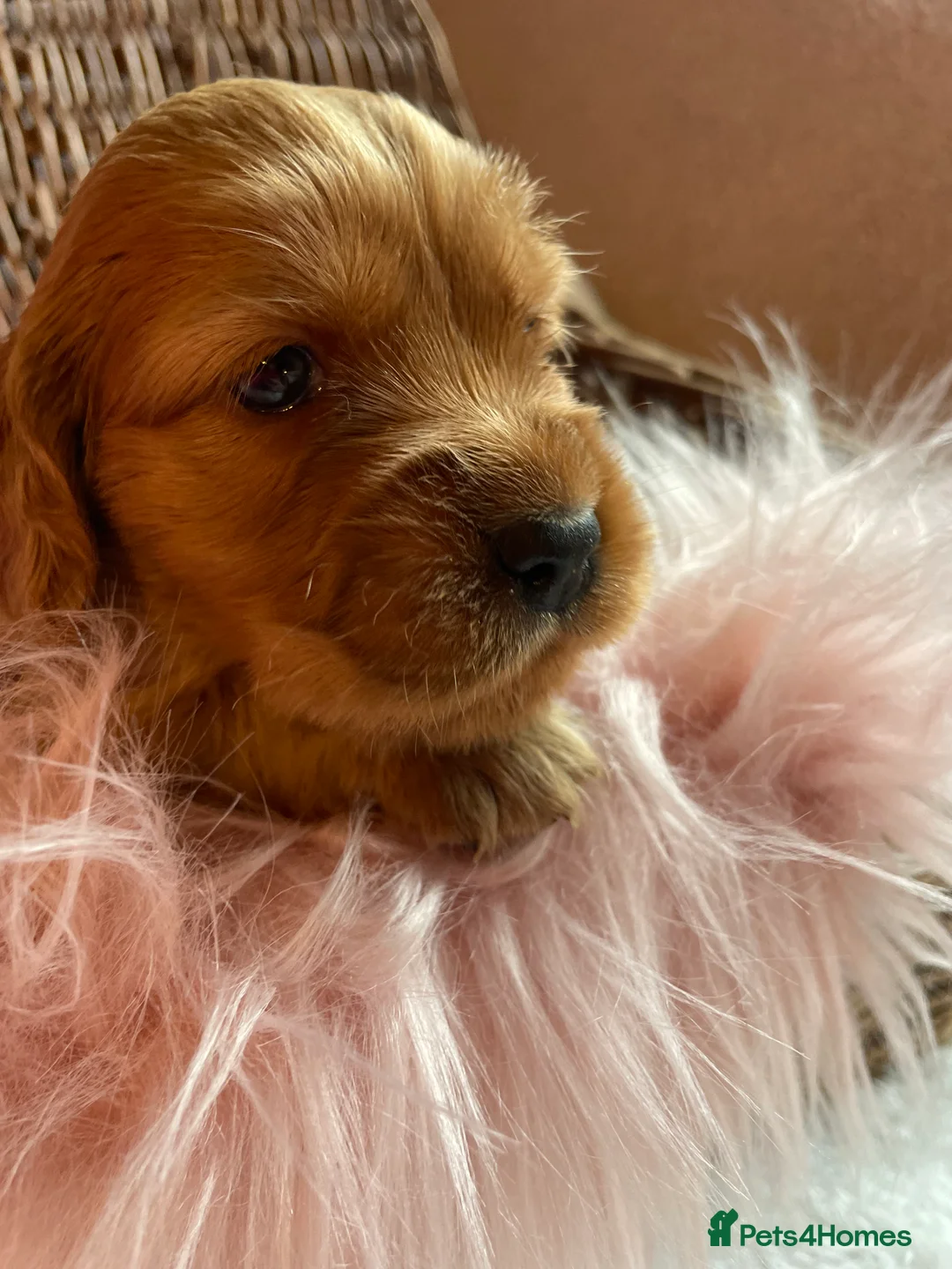 Mixed Breed dogs for sale: V.RARE ! Miniature GOLDEN RETRIEVERS(Dakota sport) - Advert 5