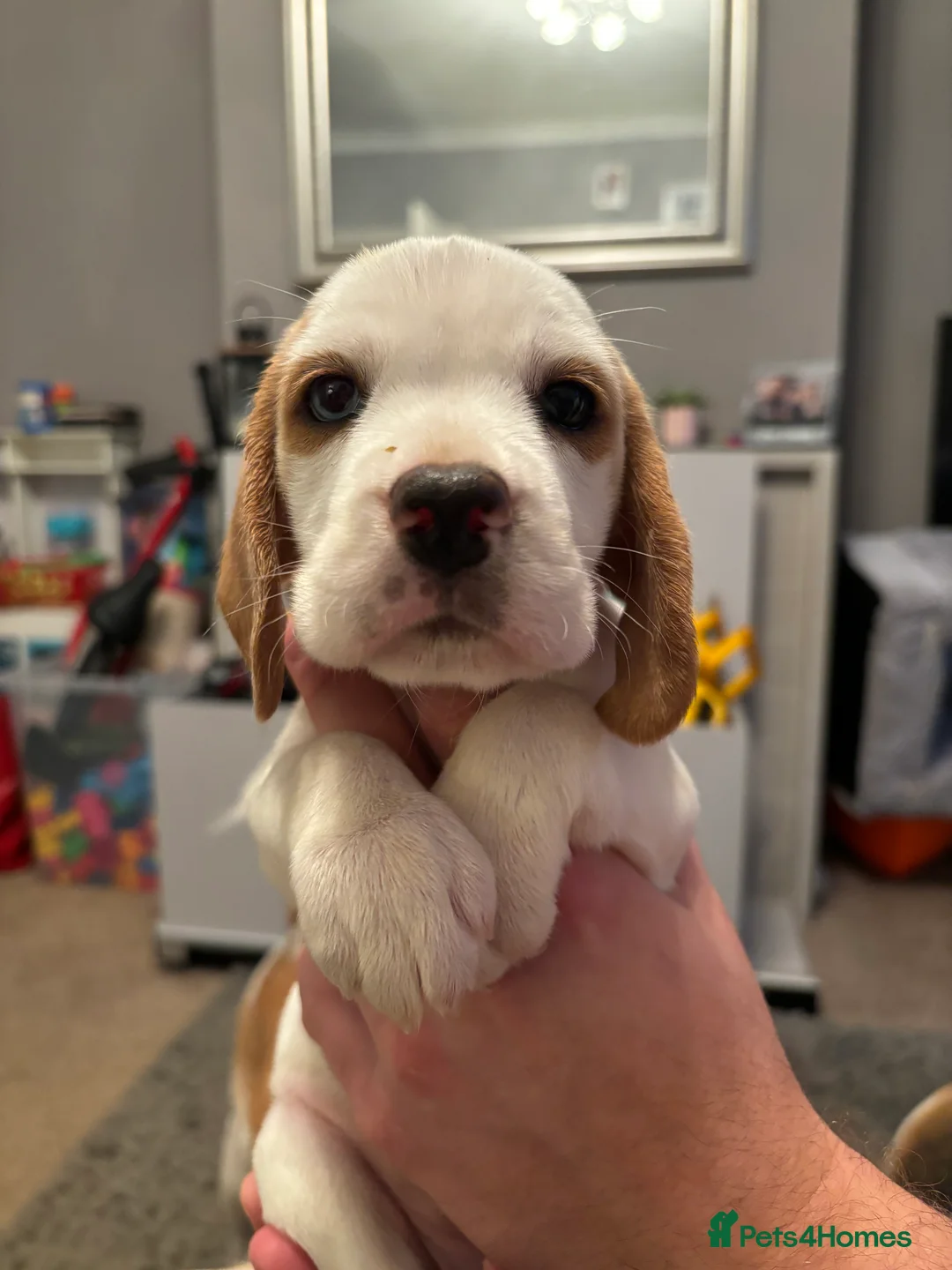 Beagle dogs for stud: White and Tan Beagle for Stud ONLY in Huddersfield - Advert 17